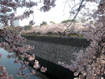 Mùa hoa anh đào nở rộ ở Nhật